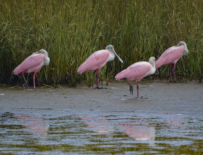 four spoonbills